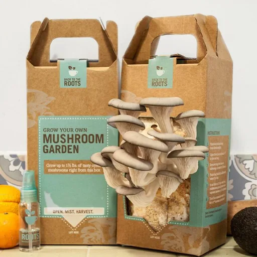 1706691952.mushroom-boxes-designs.webp
